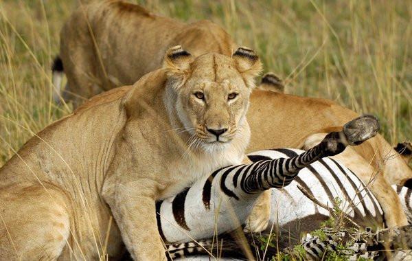斑马惨遭狮子追击!你猜它是否能虎口脱险!