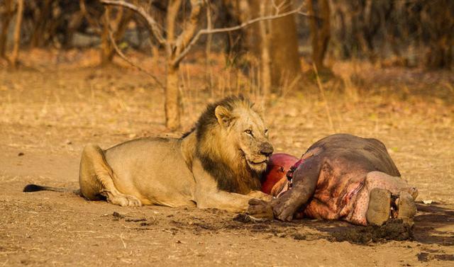 狮王捕杀河马充饥,吃一半被引走,回来后看到"美餐"被抢!