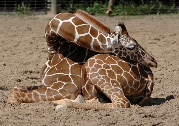 长颈鹿睡觉的姿势图片