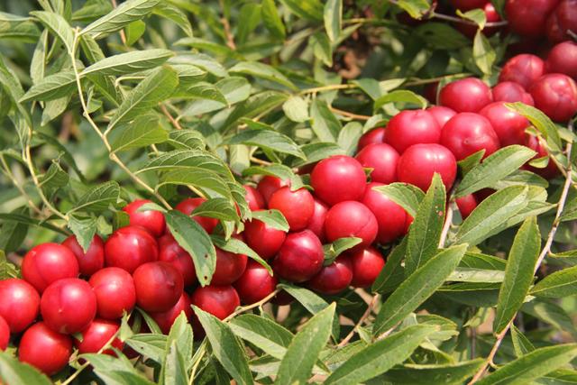 的"高钙果",1斤能卖到20元,果农却不愿种植|钙果|果农|欧李_新浪新闻