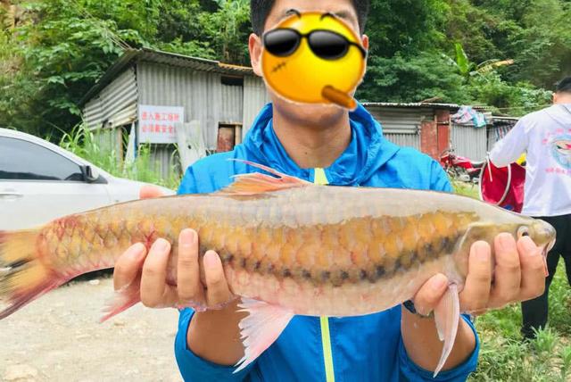 淡水中的"黄金"鱼,一口就要500块,名字让人难以忘怀