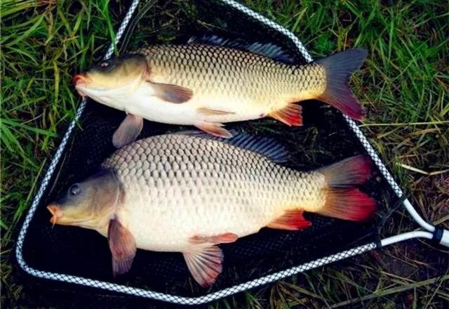 鲤鱼席卷全球,在欧洲肥得像猪,在我国却活不过"童年"