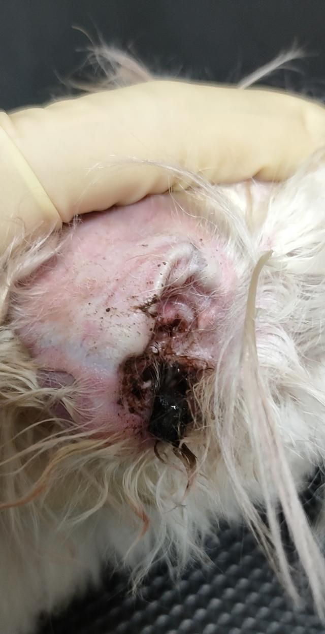 夏季也是耳螨高发季节,请给你的爱宠做好耳部护理|爱宠|耳朵|护理