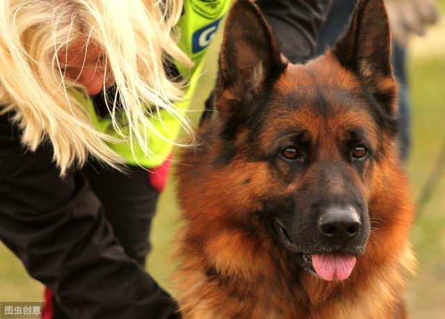 警犬界的"佼佼者",德国牧羊犬,这5个优点值得你饲养