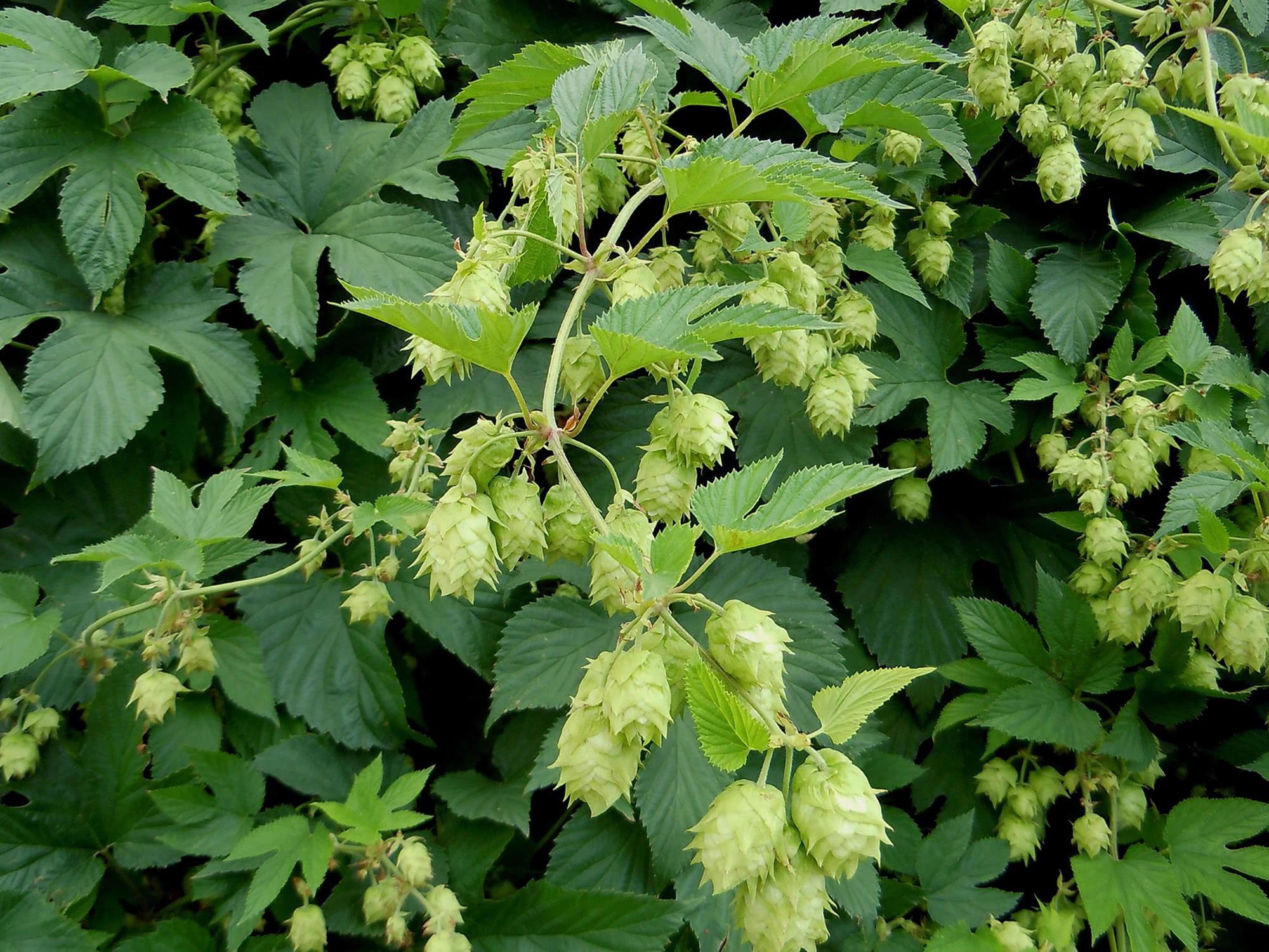 农田里的"割人草",农民见到都绕行,果实却很值钱|葎草|果实|野草_新浪