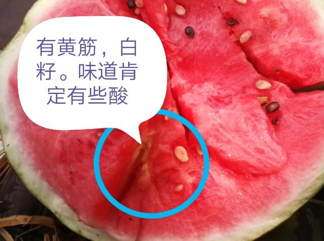 瓜农:教你几招挑西瓜,个个红瓤薄皮沙甜,别再选错了