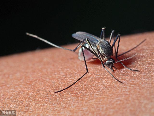 为何蚊子不咬别人,只爱咬你?别被"肉太甜"忽悠了,答案在这里