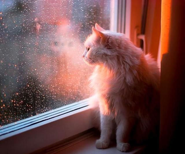 猫咪为何在雨天躁动3个原因令它不适你家猫讨厌下雨吗