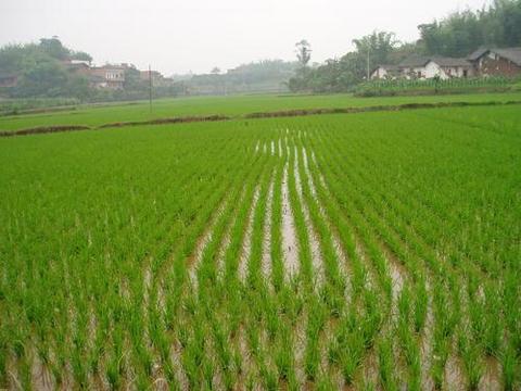 农村种水稻,为什么要晒田?而晒田时间、作用和方法你知道吗?|病虫害_新浪新闻