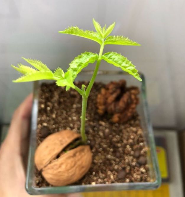 他把核桃丢水里,7天出芽,长成一棵小树苗!