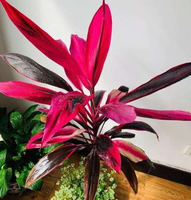 很少有人种过红色的富贵竹,不但样子漂亮,养得好还能开花
