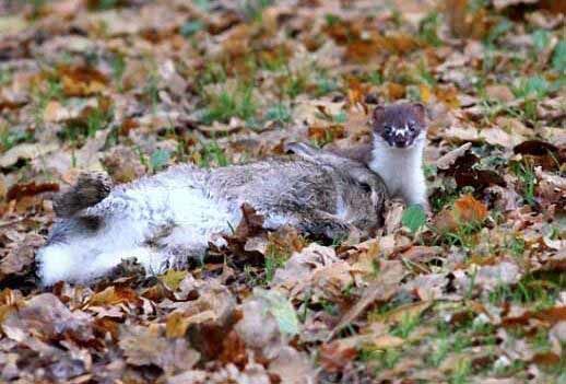 鼬鼠费劲咬住野兔,刚想品尝美味兔肉,一只狐狸突然走近