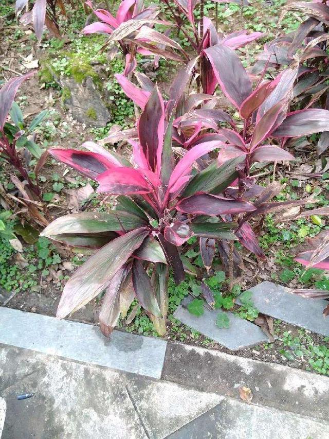 很少有人种过红色的富贵竹,不但样子漂亮,养得好还能开花