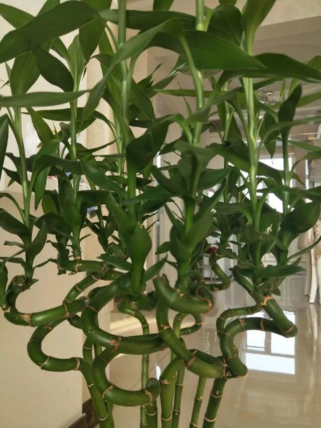 4种奇特的富贵竹品种叶子竟然全变红还开花养一盆红红火火