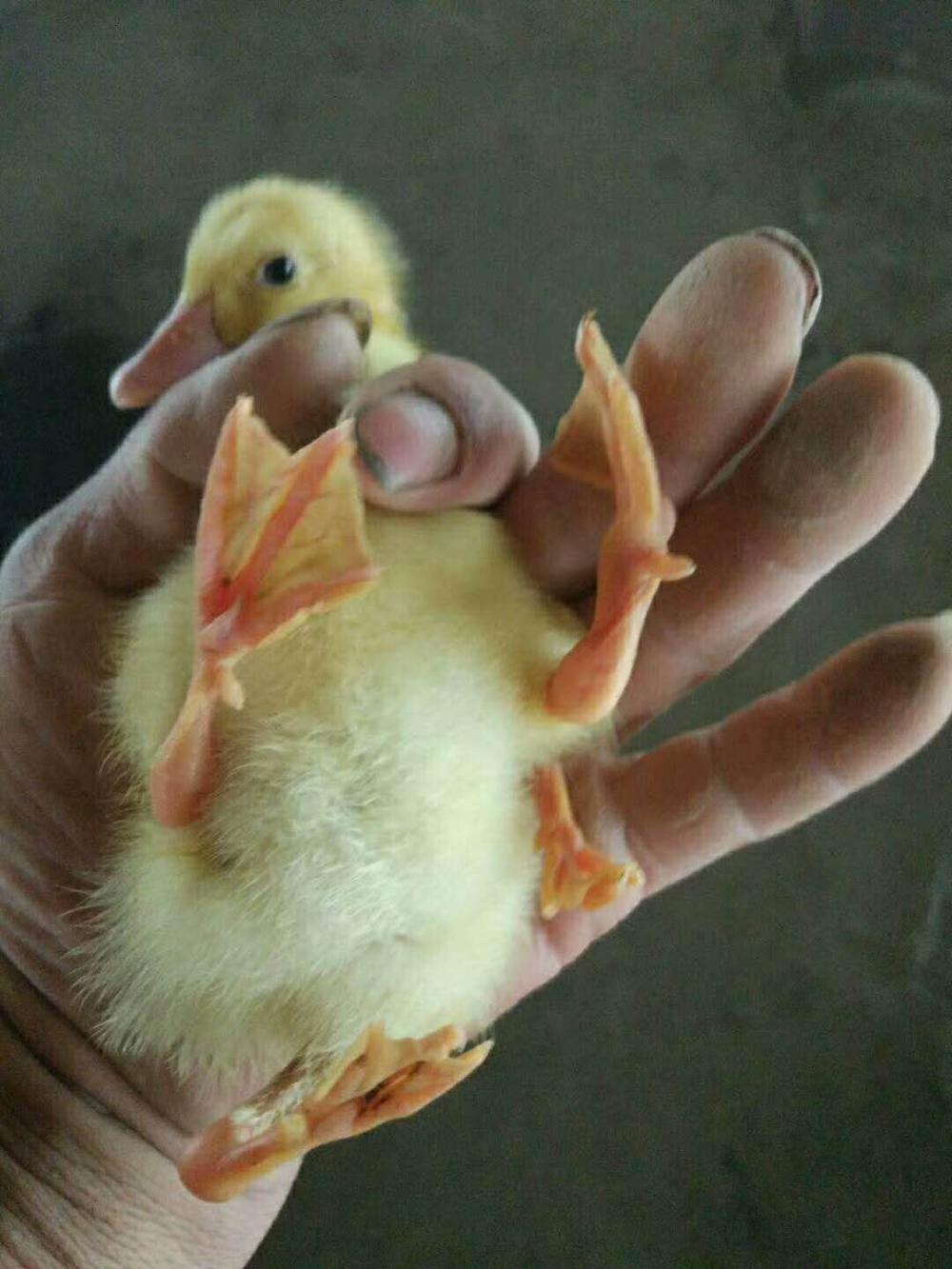 结果发现一件怪事,原来其中的一只鸭子长得很是奇怪,它长着4条腿,可以