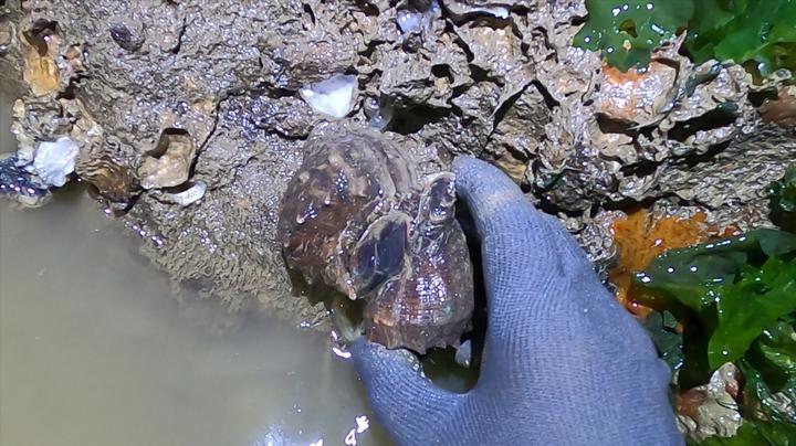 小斗跟爸爸比赛赶海抓海螺,不一会抓了上半桶,完胜爸爸得意坏了 2020