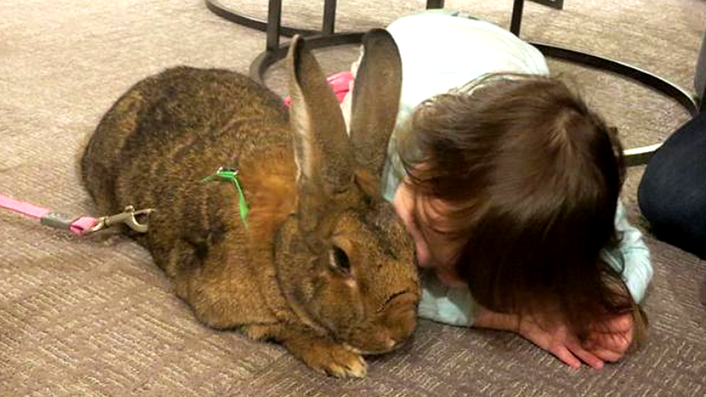 这只兔子就是一位英国的老人养在家里的兔子,品种就是巨型花明兔,而且