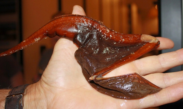 渔民打捞上来一只"怪鱼",形状像海带,最后却被专家做成标本