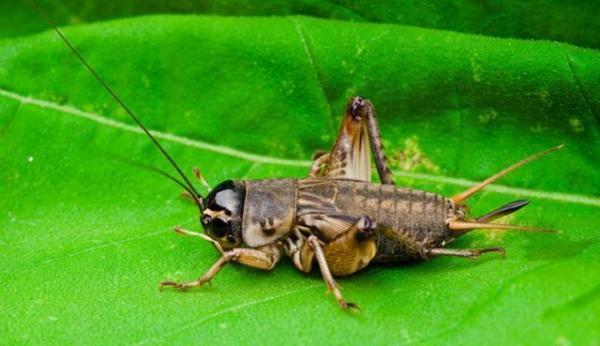 这个蚯蚓在水体中很快就会败坏水质,这些东西养鱼老道小时候都玩过的