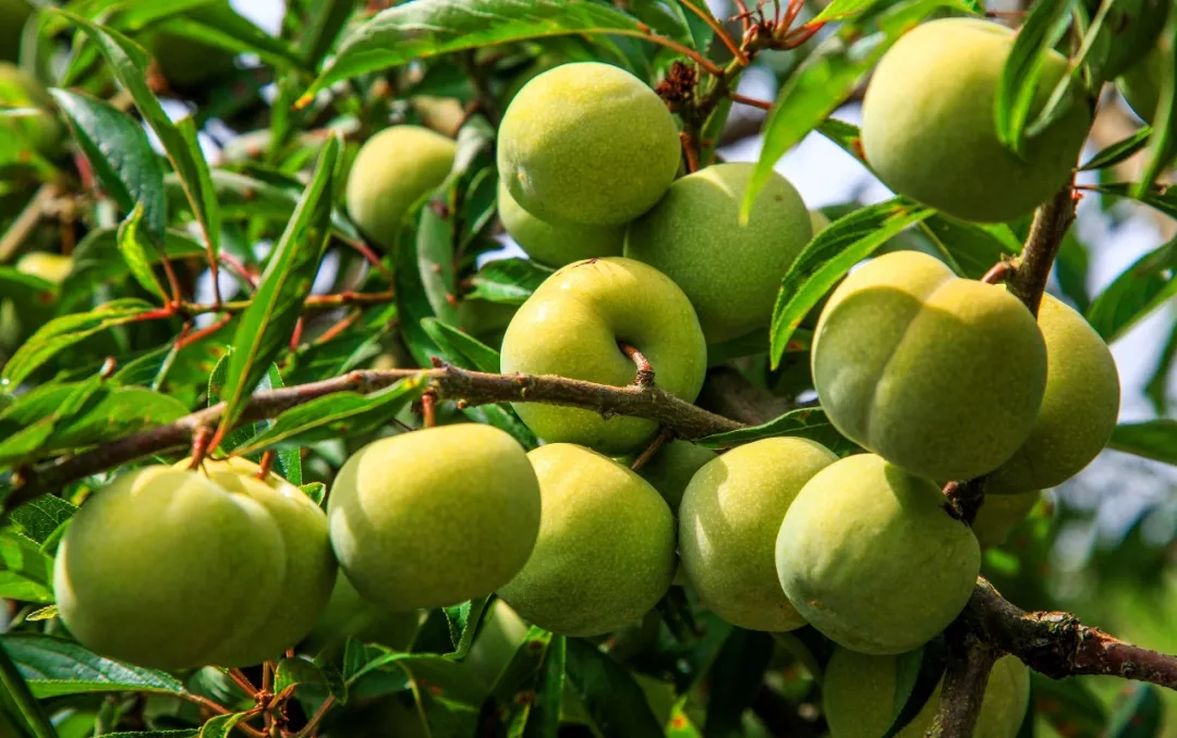 巫山脆李,甜中带微酸,没有软绵李子的纤维感,非常脆嫩!