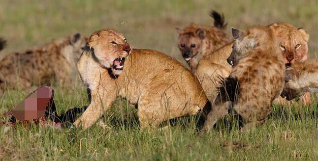 雌狮也有无奈的时刻,遇到鬣狗抢食怎样也驱赶不走