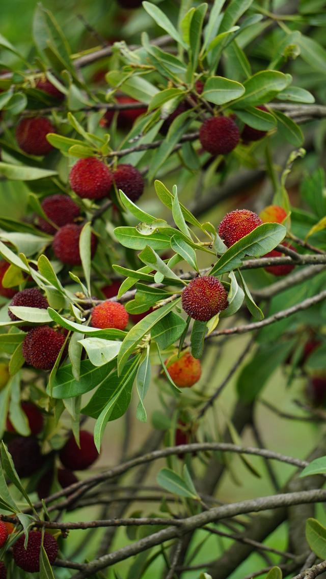 杨梅甜石湫红:2020南京溧水杨梅采摘季开启了