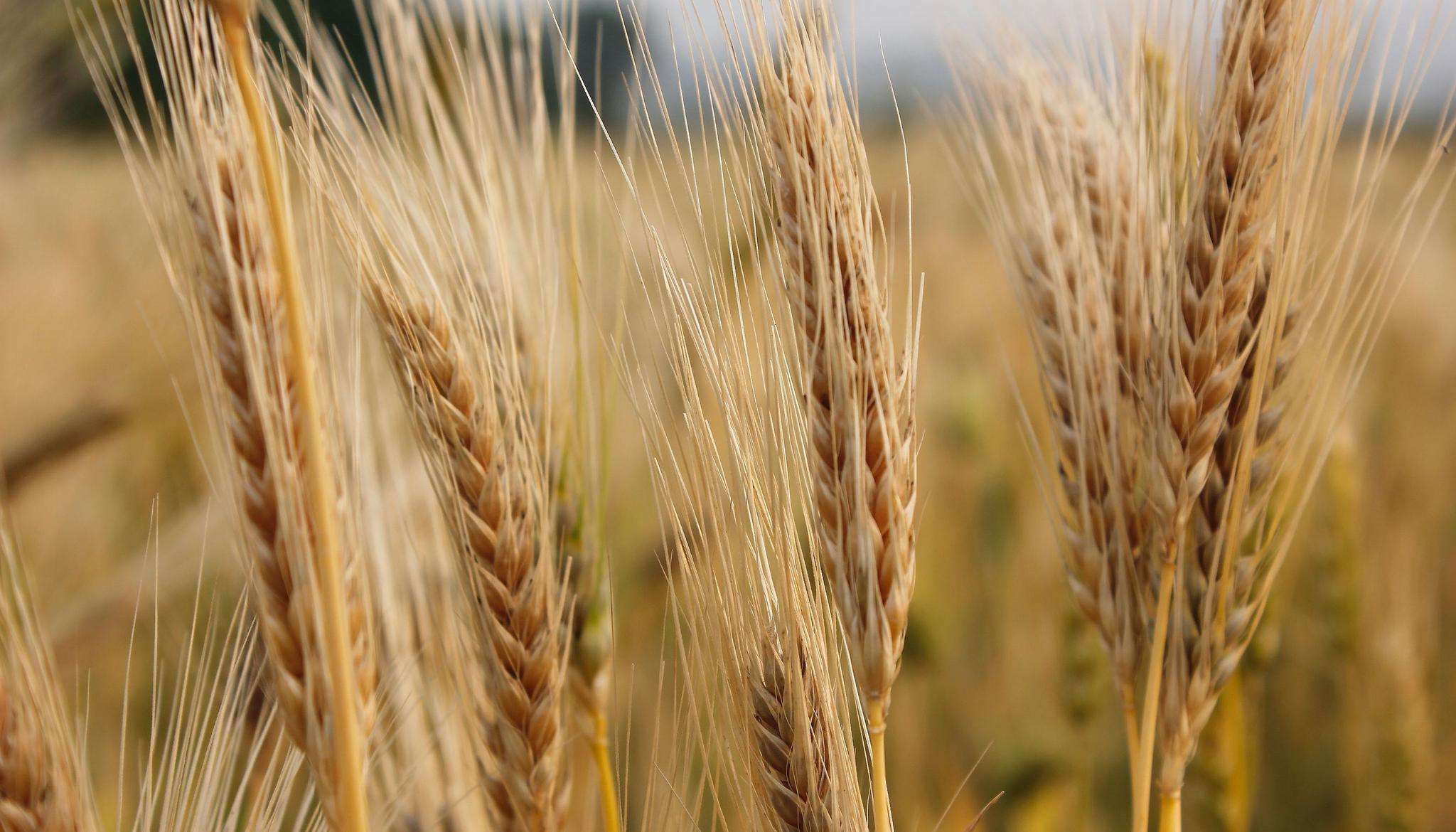 为了和巴西,澳大利亚竞争,阿根廷欲加强向中国出口大豆,大麦