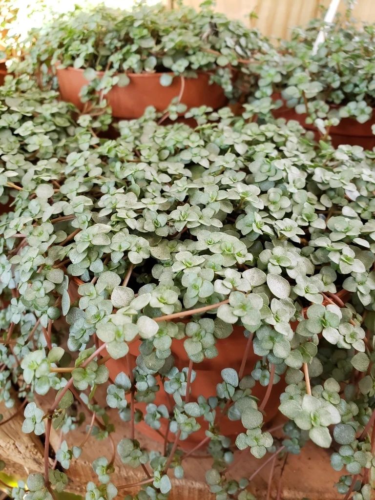 10多块一盆的灰绿冷水花,如何变成网红植物,有几个人听说过?