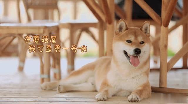 憋了四年的大招,岳云鹏被《向往的生活》导演点名了