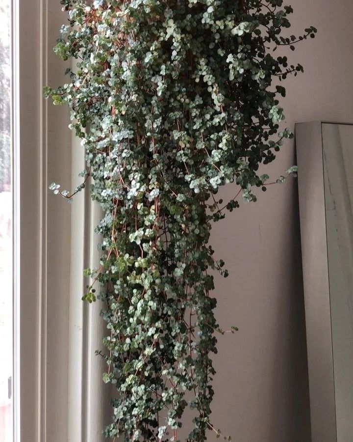 10多块一盆的灰绿冷水花,如何变成网红植物,有几个人听说过?