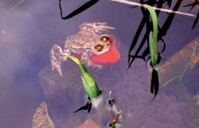 癞蛤蟆真的吃上了天鹅肉!小伙水池拍到的一幕让人哭笑不得