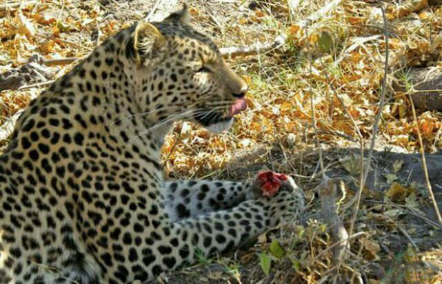 花豹爬树能力真强,小松鼠就算爬到树顶也难逃豹爪