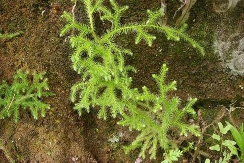 农村一种铺地蜈蚣长得不起眼价值高懂行的人挖一棵养在家里