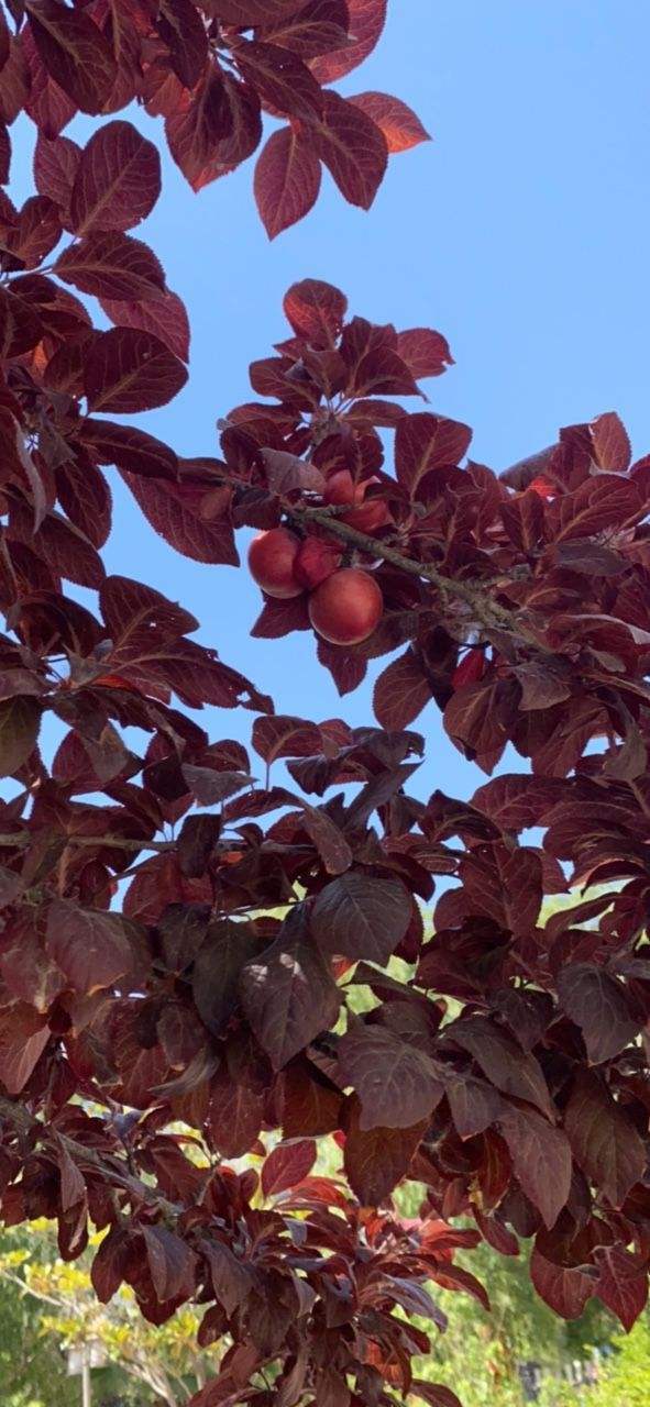 路边看到长紫色叶子的树等秋天就能吃果子花盆也能种