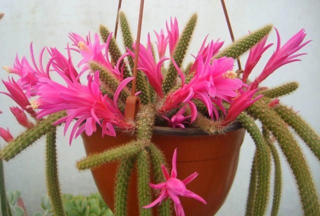 一些长相不寻常的植物,选这些品种就够了,在室内半阴处也能养|凤梨