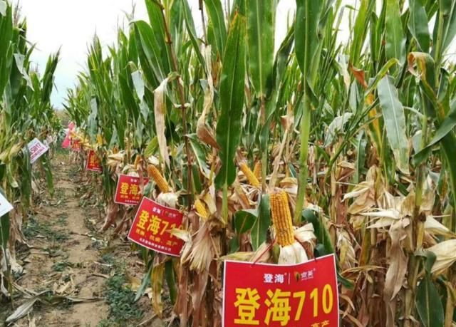 玉米高产当然是离不开高产的品种,登海710就是玉米品种高产之一.