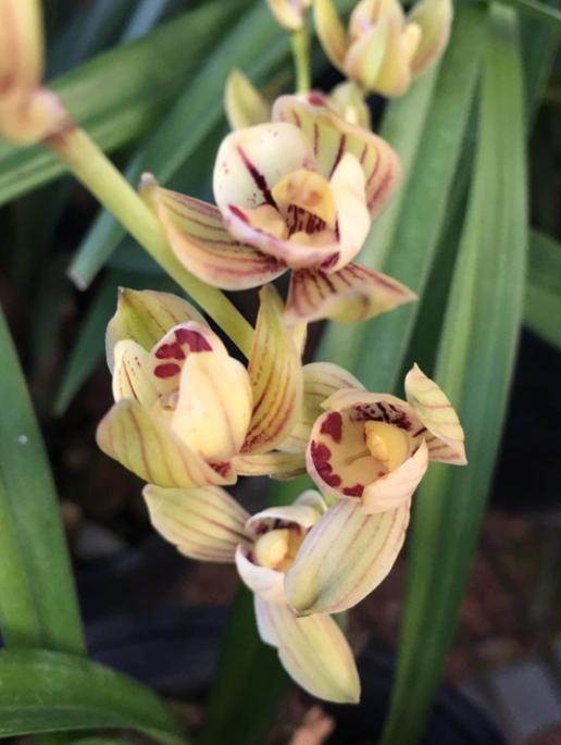 喜欢养兰,就养珍品兰花金荷,宛如金色莲花,美艳贵气,香气扑鼻