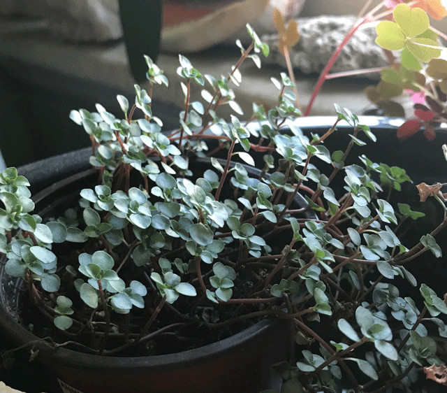 10多块一盆的灰绿冷水花,如何变成网红植物,有几个人听说过?