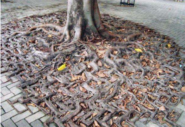 男子周末出去玩,看见树下有一群蛇,壮胆靠近后,大开眼界