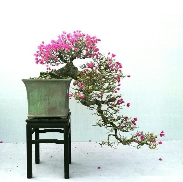 3招让你的三角梅盆景既矮霸还勤花快来看看吧