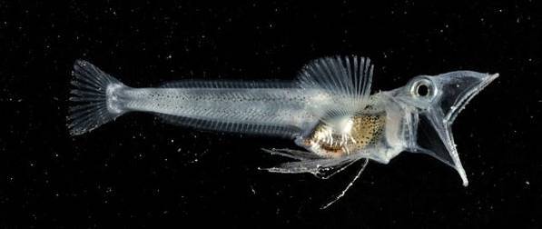 不过鳄冰鱼也并非全身都是透明的,起码还能看到它的心脏是粉红色的,而