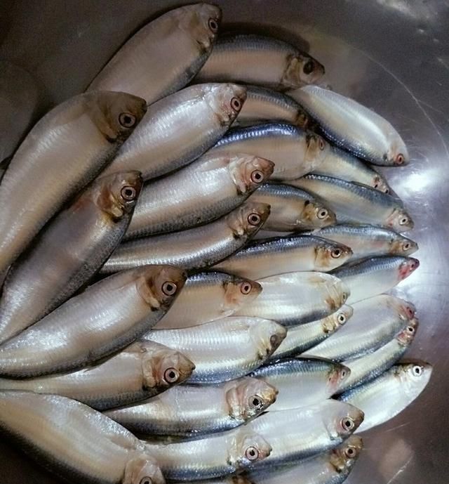 小小青皮鱼年少时一道味美的海鲜家常菜