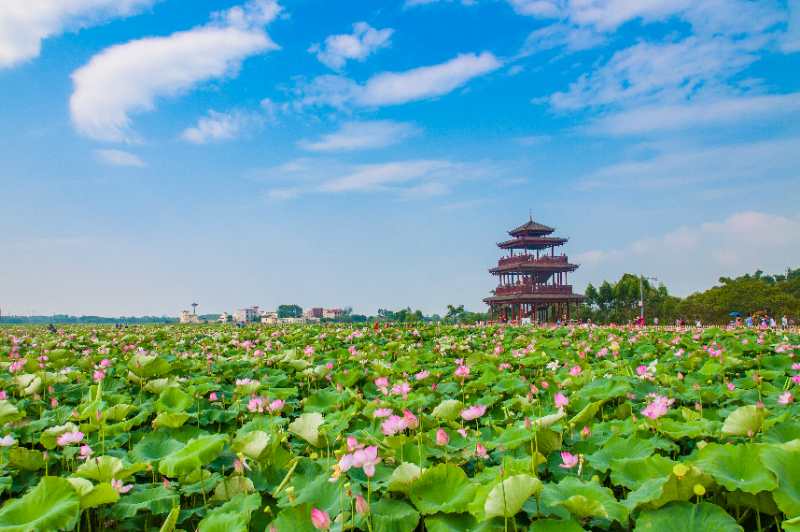 "荷美覃塘"第七届荷花节6月29日在贵港覃塘开园