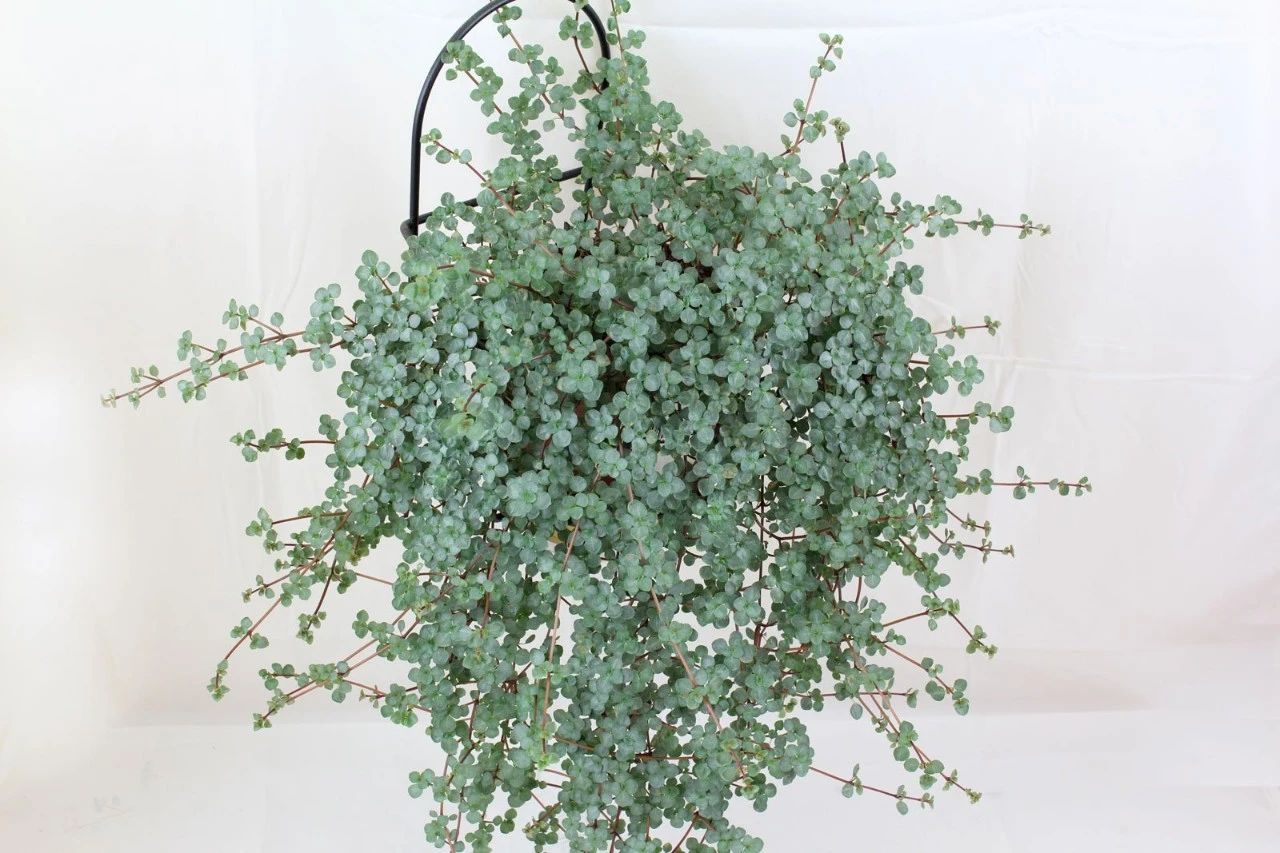 10多块一盆的灰绿冷水花,如何变成网红植物,有几个人听说过?