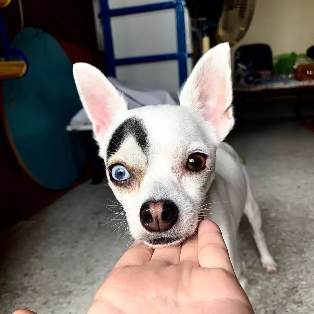 女子养的吉娃娃生下独子,狗崽逐渐长大后,模样却越发迷幻起来