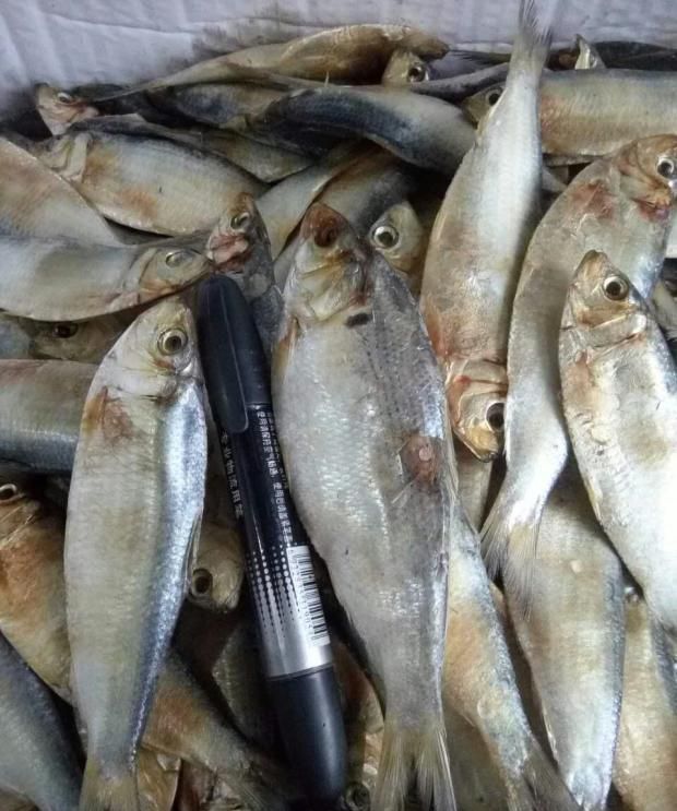 小小青皮鱼年少时一道味美的海鲜家常菜