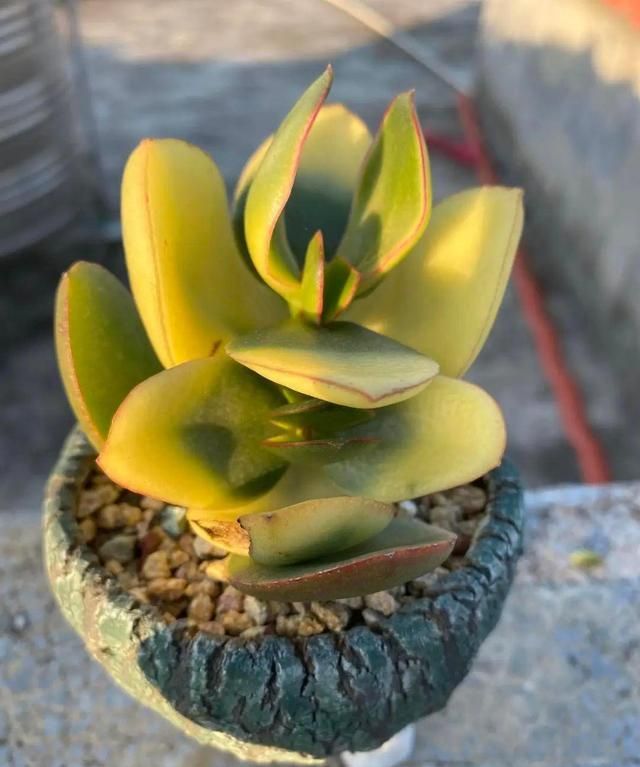 从无间炼狱的六月穿越回天上人间的四月