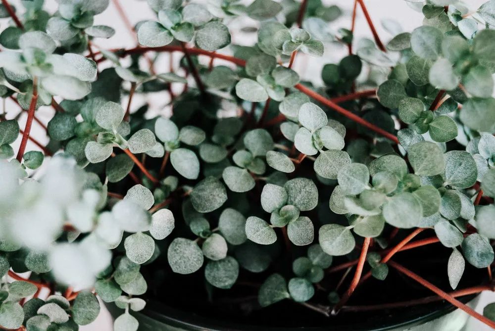 10多块一盆的灰绿冷水花,如何变成网红植物,有几个人听说过?