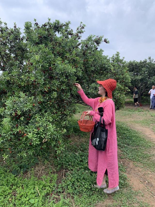 杨梅甜石湫红:2020南京溧水杨梅采摘季开启了