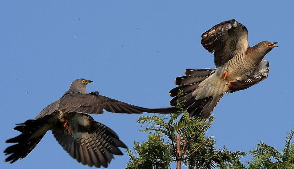 这种鸟类懒惰又奸诈还是坑爹坑娘的不孝子却被我们赞美上千年
